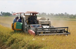 Giá lúa gạo trong nước và xuất khẩu đồng loạt tăng