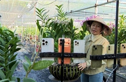 Trồng lan cảnh nghệ thuật cho lợi nhuận 2 tỷ đồng/năm
