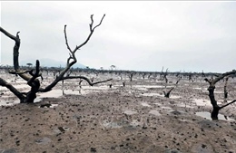 Rừng ngập mặn ở Hà Tĩnh chết khô