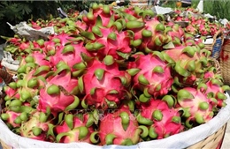 Giá thanh long nghịch vụ cao gấp 3 lần so với tháng trước