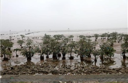 Trồng rừng ngập mặn bảo vệ môi trường sinh thái