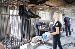 Nghệ An cứu hộ thành công 2 cá thể gấu ngựa nuôi nhốt hơn 20 năm