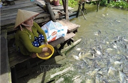 Hiệu quả từ các tổ cộng đồng bảo vệ nguồn lợi thủy sản 