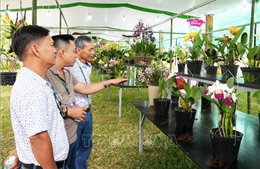 Festival Huế 2026: Kết hợp hài hòa giữa nghệ thuật sinh vật cảnh và cảnh quan di sản cung đình