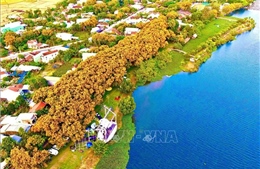 Lễ hội “Sắc sưa Hương Trà - Đà Nẵng năm 2026” thu hút đông đảo người dân, du khách