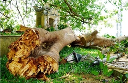 Hàng chục người 'thoát chết' khi nhánh đa cổ thụ gãy đổ