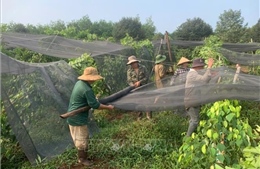 Mưa lớn kèm lốc xoáy làm gãy đổ hàng nghìn trụ tiêu tại Đồng Nai