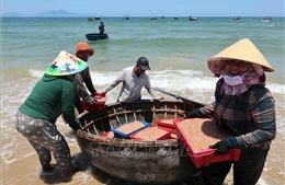 Đà Nẵng: Ngư dân phấn khởi vì trúng đậm vụ khai thác ruốc biển