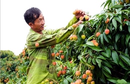 Vải thiều sớm 'được chất' trong năm mất mùa