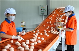 Giá trứng giảm sâu, người chăn nuôi thua lỗ