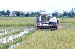 Hưng Yên tăng tốc gặt lúa Xuân trước nguy cơ mưa lớn cực đoan
