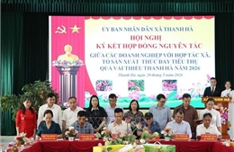 Hải Phòng xúc tiến thương mại tiêu thụ vải thiều năm 2026