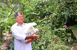 Lão nông dành 2,6 ha đất cho đàn chim trời cư ngụ