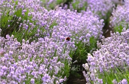 Mùa hoa oải hương (lavender) ở nước Anh