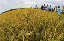 Dấu ấn của nông nghiệp, nông dân, nông thôn Việt Nam sau 40 năm đổi mới