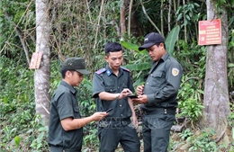 Khoảng trống trong quản lý rừng phòng hộ - Bài 1