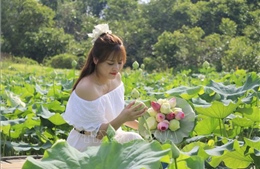 Sắc sen mùa Hạ mở hướng phát triển du lịch ở Việt Hồng