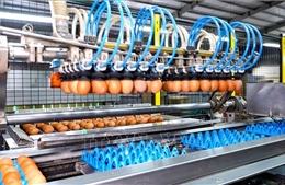 Gỡ điểm nghẽn để nông nghiệp công nghệ cao cất cánh