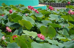 Nhiều giải pháp đưa sản phẩm từ sen đến với người tiêu dùng