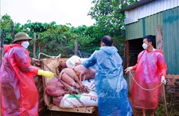 Giám sát, quản lý chặt phòng, chống dịch tả lợn châu Phi 
