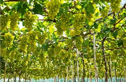 Điều kiện thành lập khu nông nghiệp ứng dụng công nghệ cao