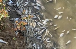 Quảng Trị làm rõ nguyên nhân cá chết dọc sông Hiếu