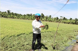 Liên quan hoa màu tại Đồng Tháp bị vàng lá: Ước thiệt hại khoảng 20 tỷ đồng