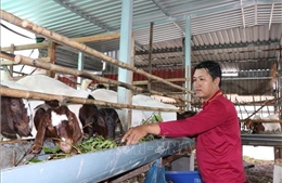 Hướng đi mới trong tái cơ cấu chăn nuôi ở Vĩnh Long 