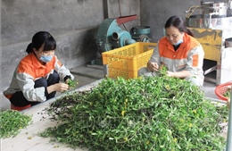 Mở rộng vùng dược liệu, tạo động lực mới cho nông nghiệp Hưng Yên