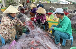 Cà Mau: Nhộn nhịp mùa khai thác cá khoai 