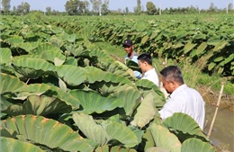 Đồng Tháp: Phát triển vùng chuyên canh khoai môn