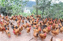 Phát hiện sớm, không để cúm gia cầm lây lan trên diện rộng