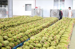 Trái cây Việt trước cơ hội bứt phá tại thị trường tỷ dân