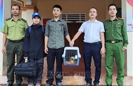 Bàn giao một cá thể Diều hoa Miến Điện cho Vườn quốc gia Phong Nha - Kẻ Bàng