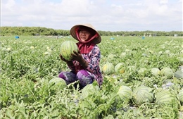 Chuyển đổi cơ cấu thành công với mô hình trồng dưa hấu ven biển