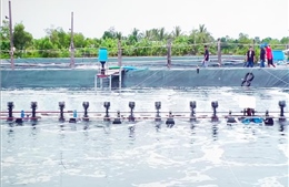 Nhân rộng mô hình nuôi tôm thẻ siêu thâm canh theo hướng bền vững