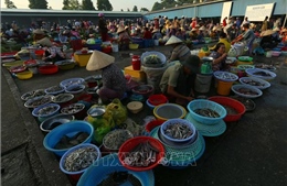 Nét quê ở chợ phường Vị Thanh (Cần Thơ)