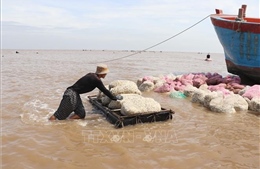 Nghêu thương phẩm có giá cao, người nuôi phấn khởi