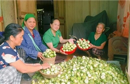 OCOP đã có thương hiệu, vì sao nông sản vẫn lo đầu ra?