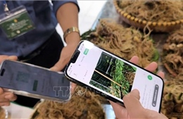 'Số hóa' để định vị thương hiệu cao cấp cho sâm Ngọc Linh