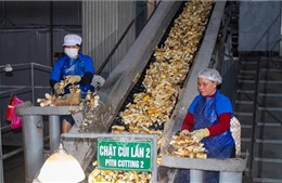 Tìm hướng phát triển bền vững ngành chế biến tinh bột sắn