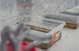 Sốt xuất huyết gia tăng tại Trung Mỹ