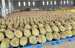 Trung Quốc phê duyệt 140 mã số vùng trồng cho sầu riêng Đắk Lắk