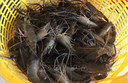 Nâng cao giá trị tôm càng xanh thông qua xuất khẩu
