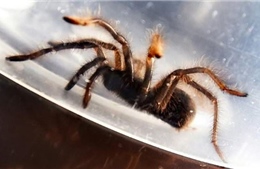 Bắt giữ vụ buôn lậu 757 con nhện đen lớn bọc kín trong túi nhựa