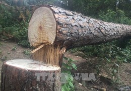 Hoãn phiên tòa xét xử vụ phá rừng quy mô lớn tại Bình Định