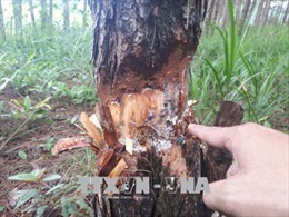 Tan hoang rừng thông 20 năm tuổi ở Đam Rông, Lâm Đồng