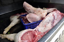 Phát hiện hơn 900 kg thịt lợn bốc mùi đang trên đường đi tiêu thụ