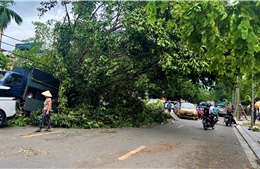 Vừa đi vừa lo những cây xanh nghiêng ngả, chờ đổ sau bão số 3