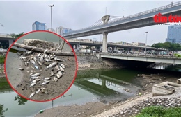 Sông Tô Lịch cạn thấy đáy, xác cá chết bốc mùi